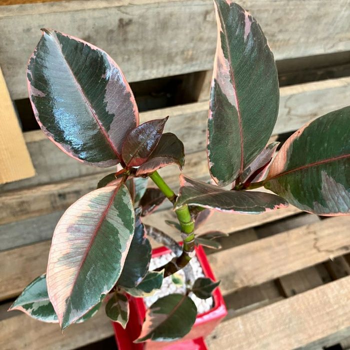 観葉植物現品販売