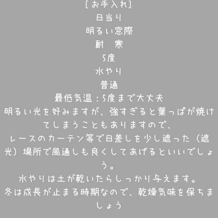 観葉植物現品販売