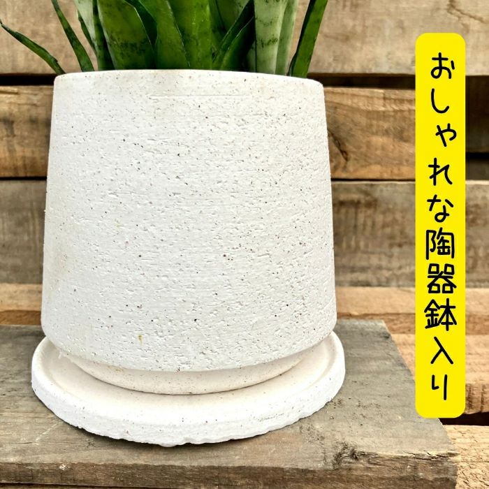 観葉植物現品販売
