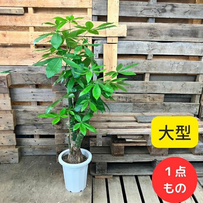 観葉植物現品販売