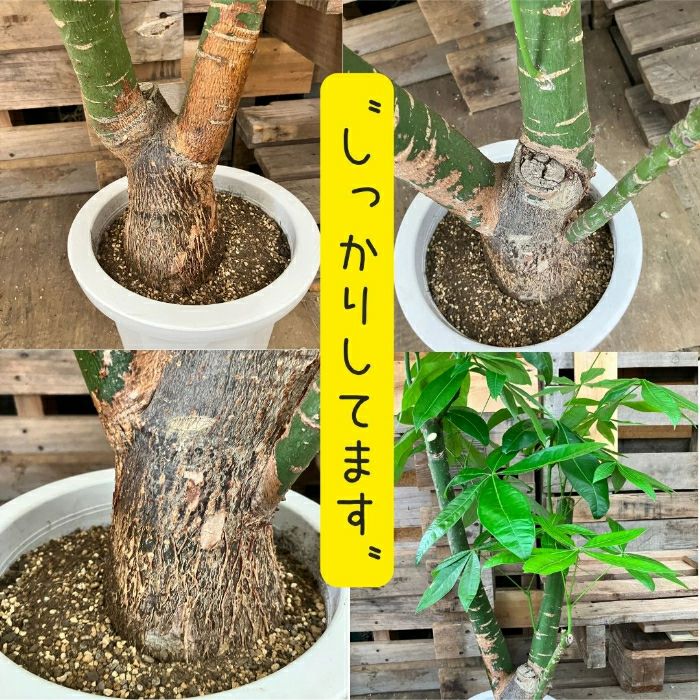 観葉植物現品販売