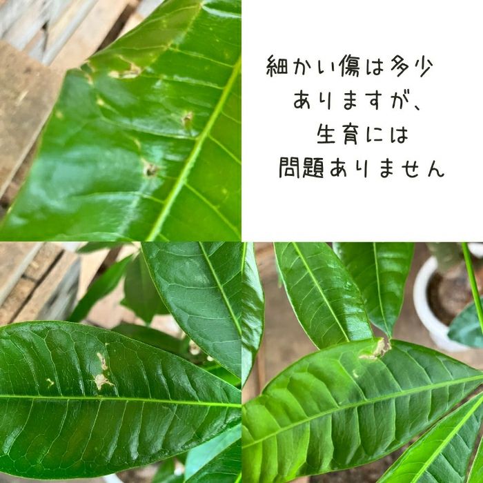 観葉植物現品販売