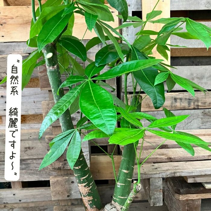 観葉植物現品販売
