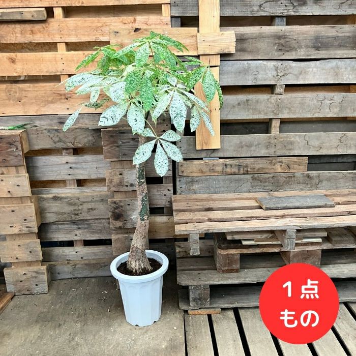 観葉植物現品販売