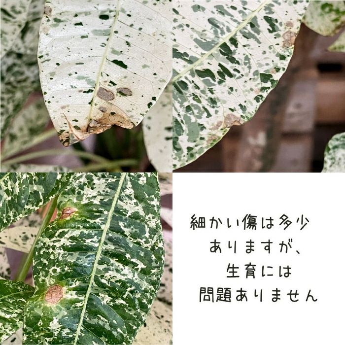 観葉植物現品販売