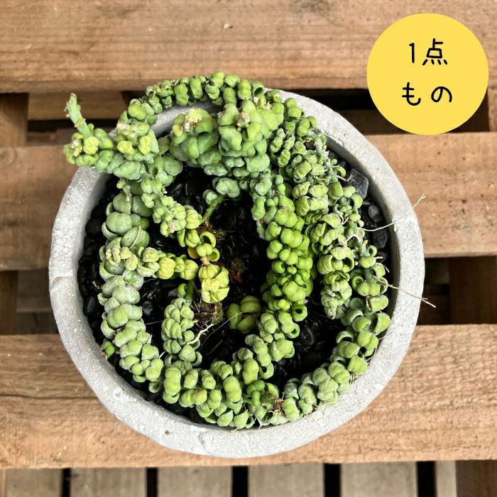 観葉植物 【現品】 激レア 入手困難 ディスキディア 『ドラゴン
