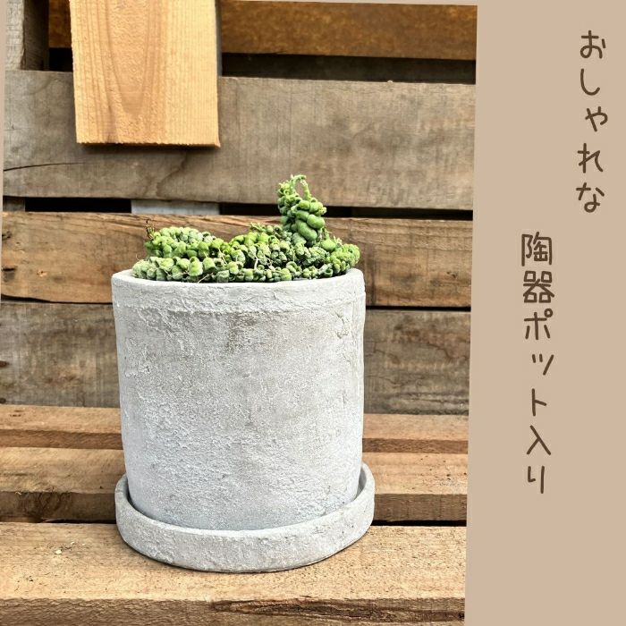 観葉植物現品販売