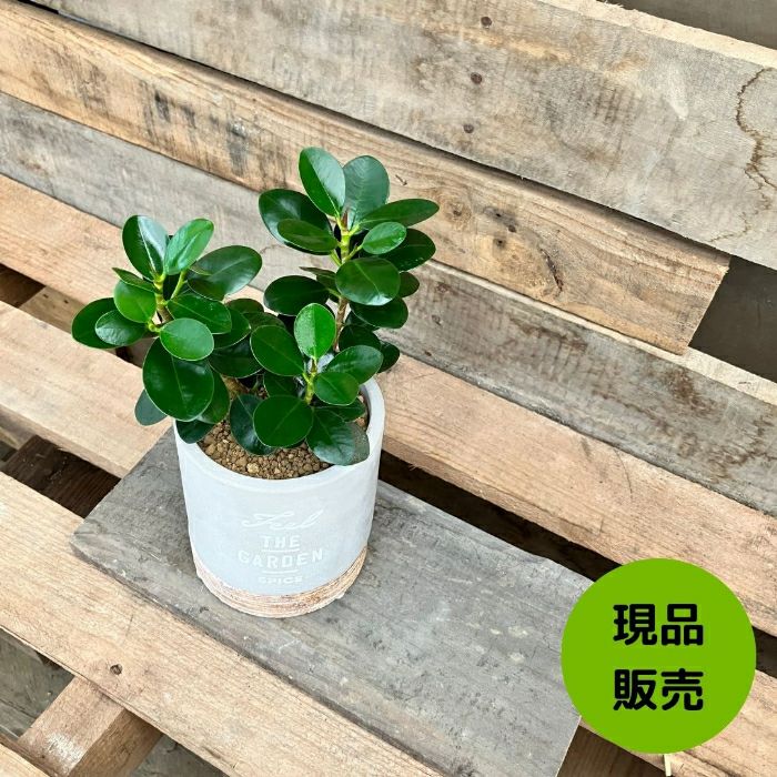観葉植物 【現品】パンダガジュマル 新品 おしゃれなセメント