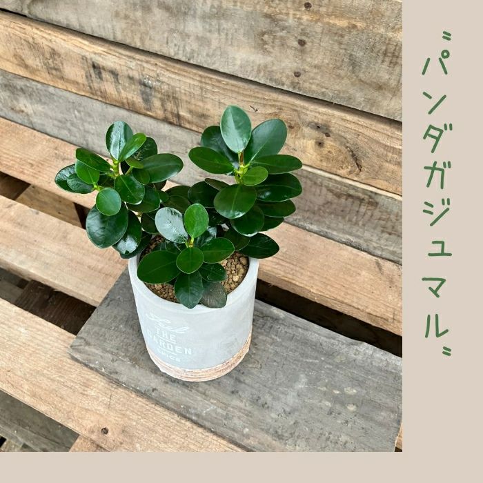 観葉植物現品販売