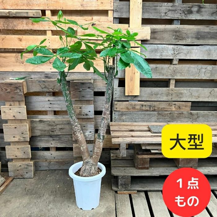観葉植物 【現品】希少 自然系 二股樹形 パキラ 実生 8号 000883