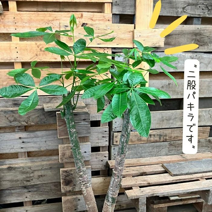 観葉植物現品販売