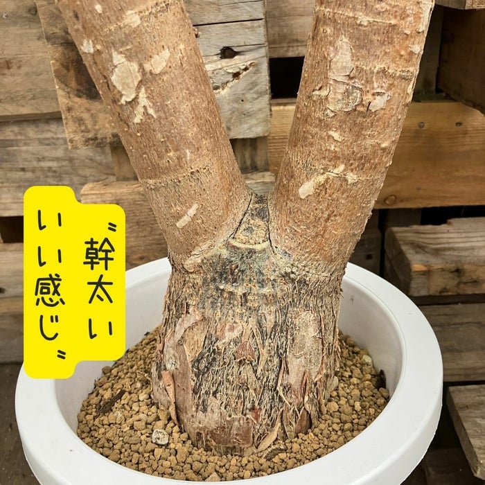 観葉植物現品販売