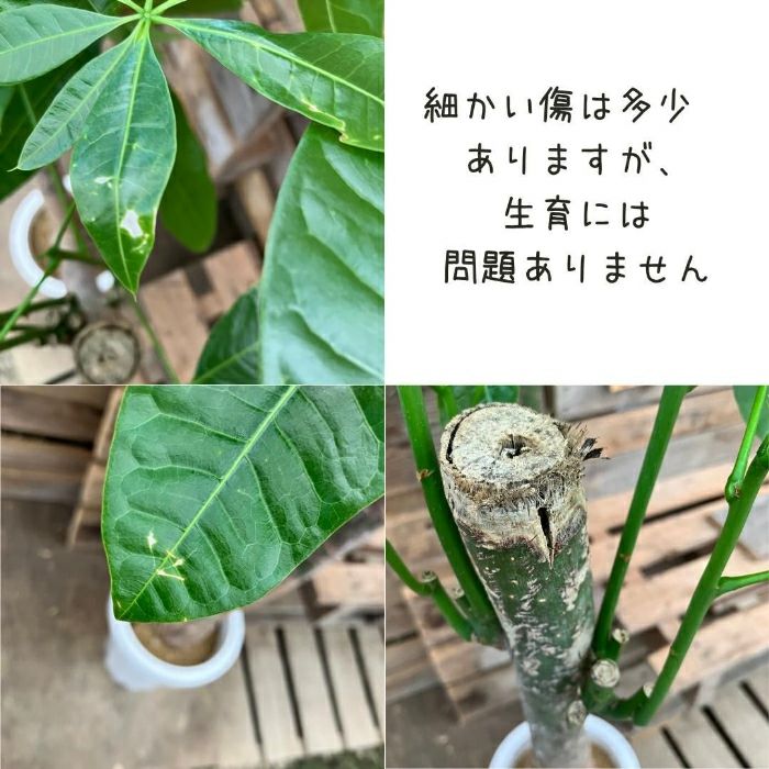 観葉植物現品販売