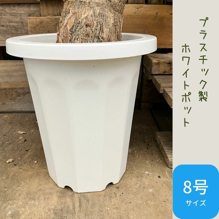 観葉植物現品販売