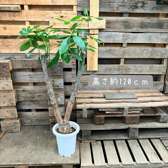 観葉植物現品販売