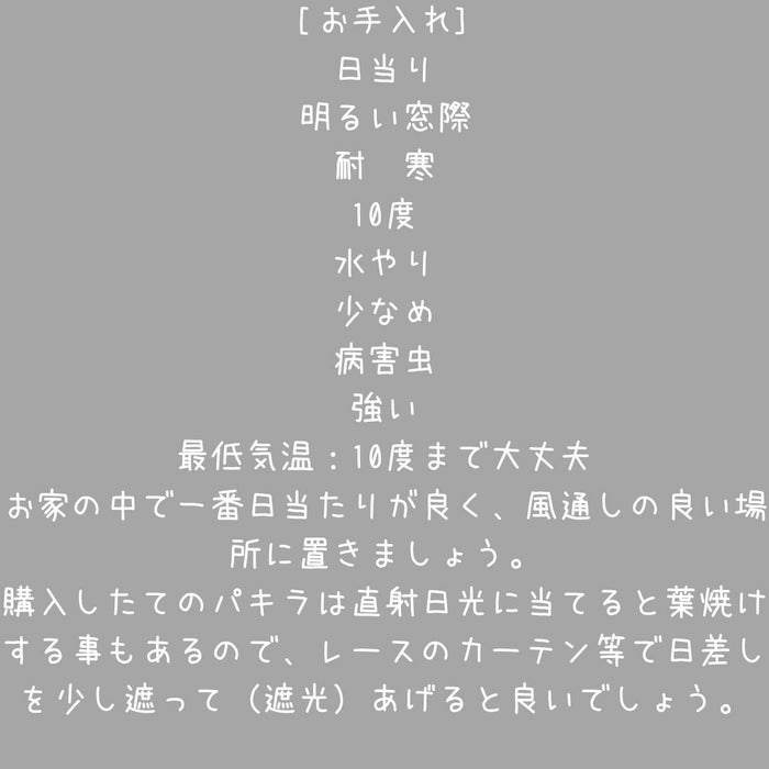 観葉植物現品販売