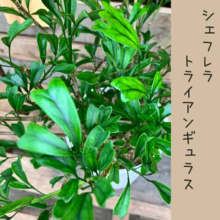 観葉植物現品販売