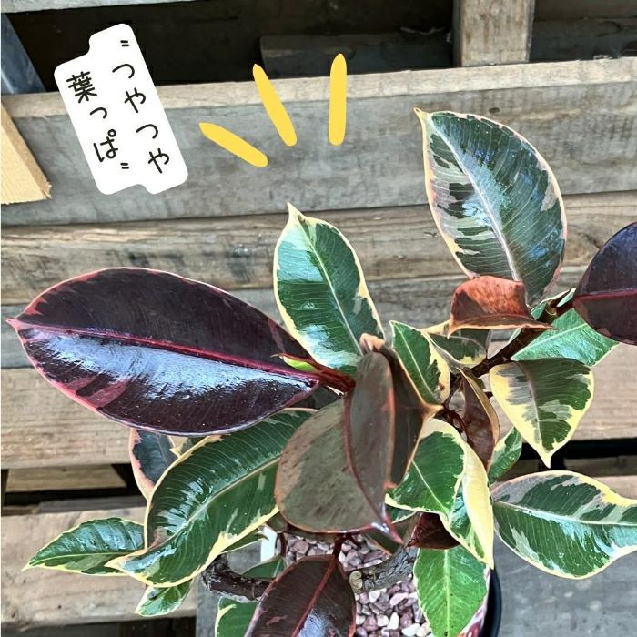 観葉植物現品販売