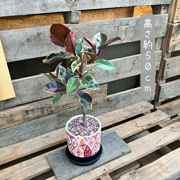 観葉植物現品販売