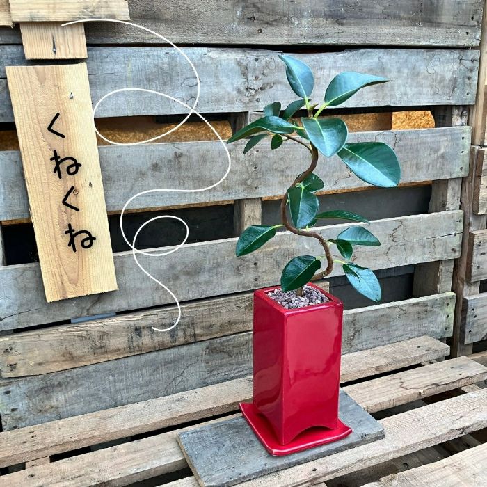 観葉植物現品販売