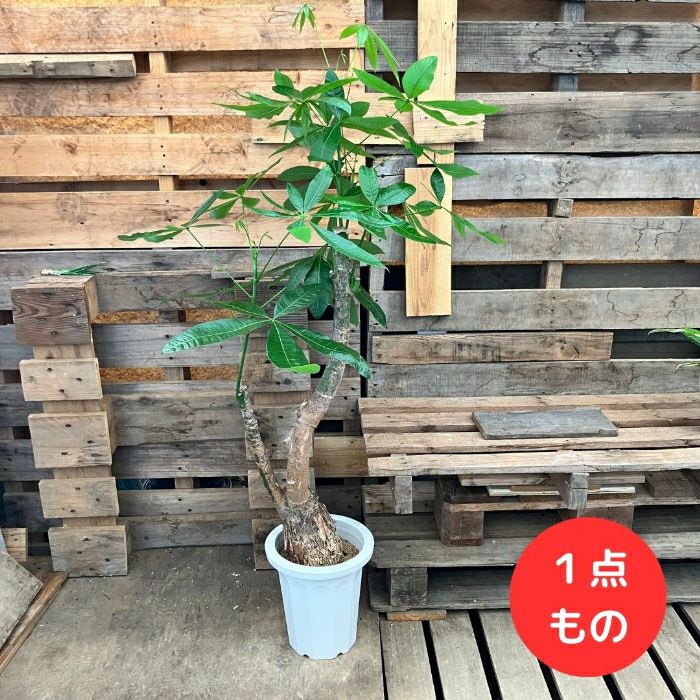 観葉植物現品販売