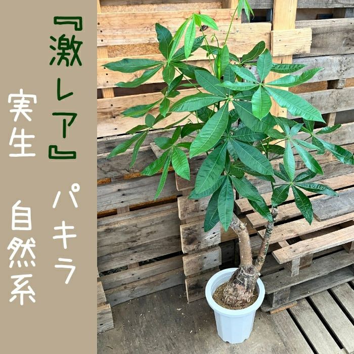 観葉植物現品販売