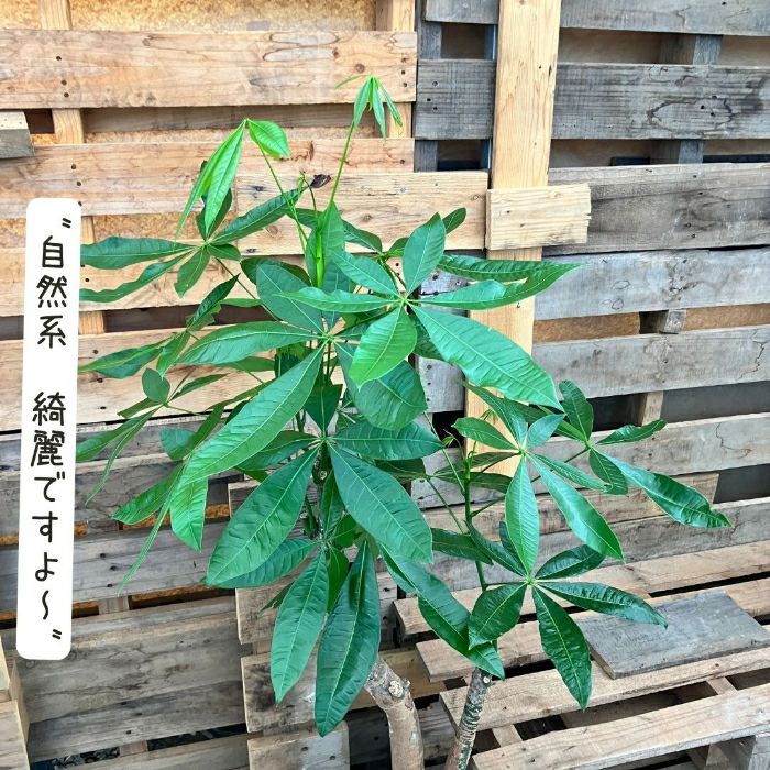 観葉植物現品販売