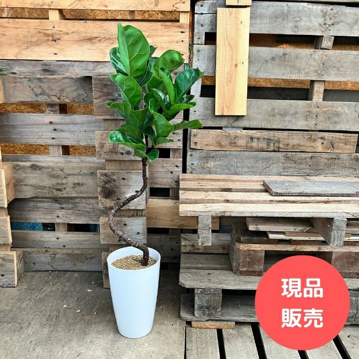 観葉植物現品販売