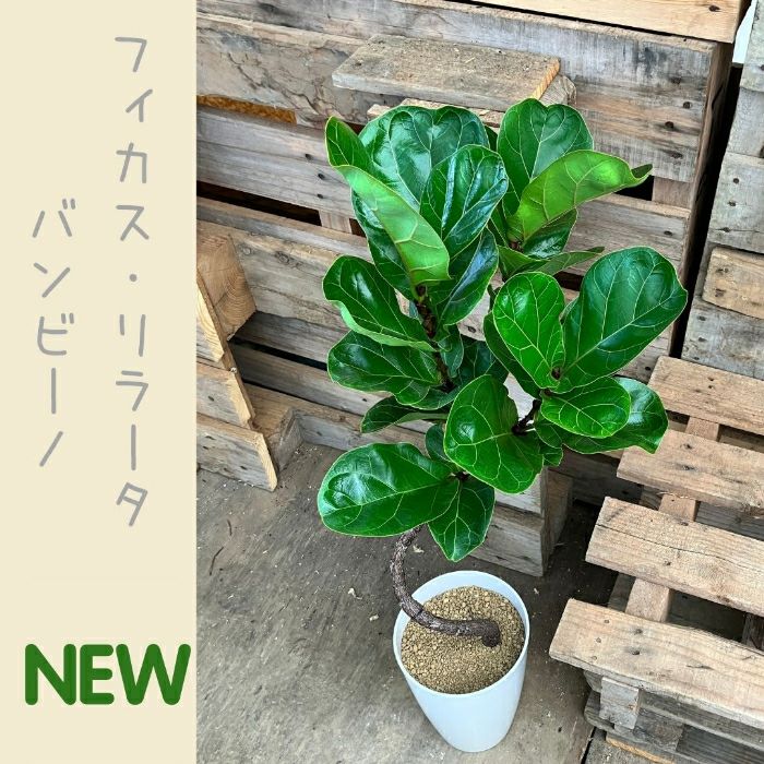 観葉植物現品販売
