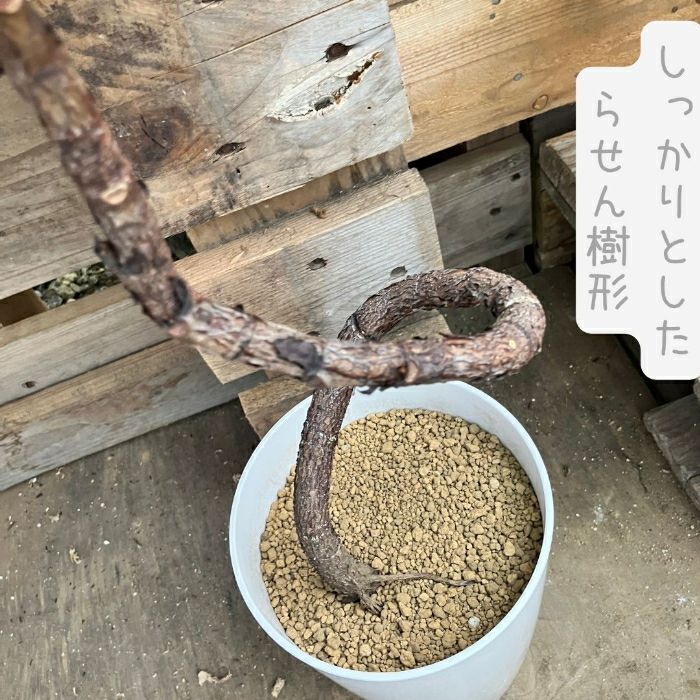 観葉植物現品販売