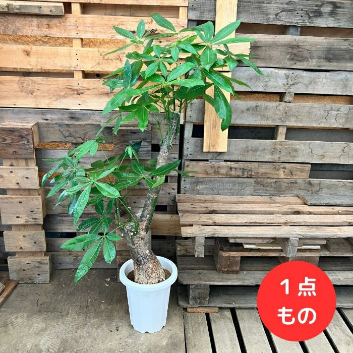 観葉植物現品販売