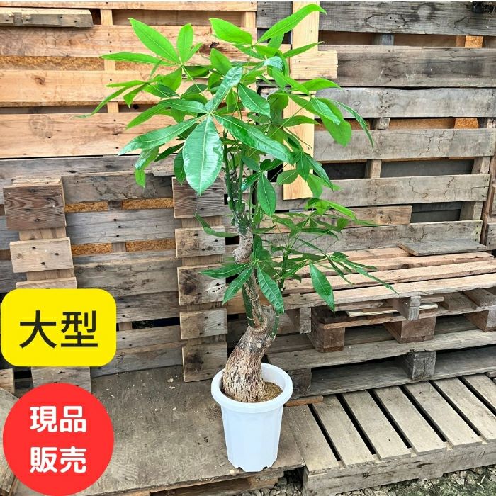 観葉植物現品販売
