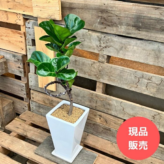 観葉植物現品販売
