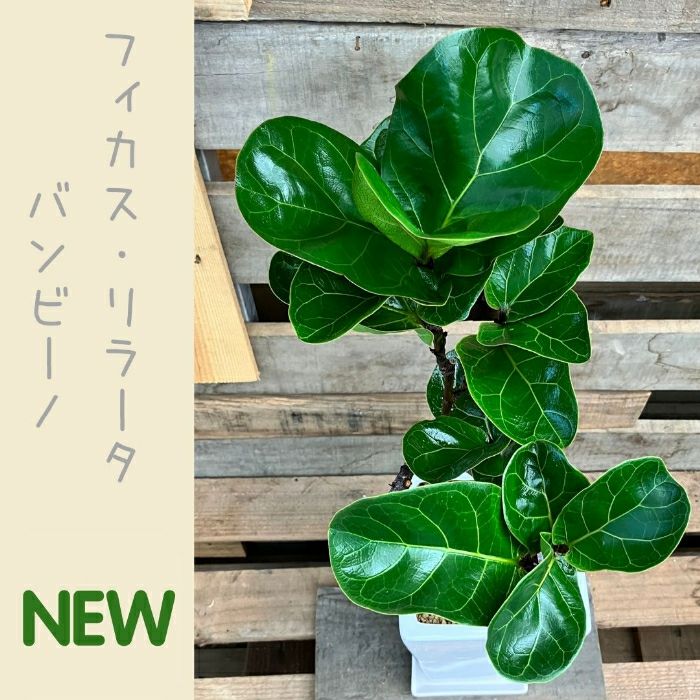 観葉植物現品販売