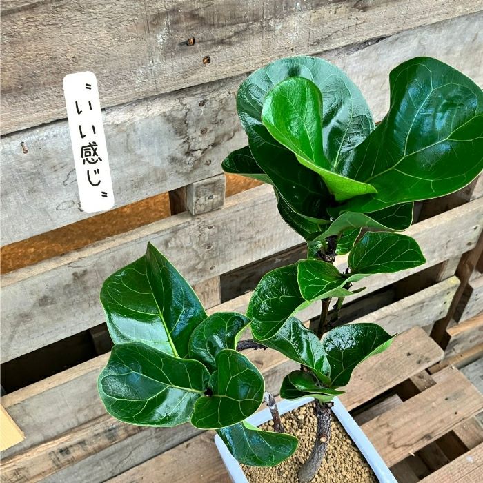 観葉植物現品販売