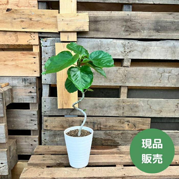 観葉植物現品販売