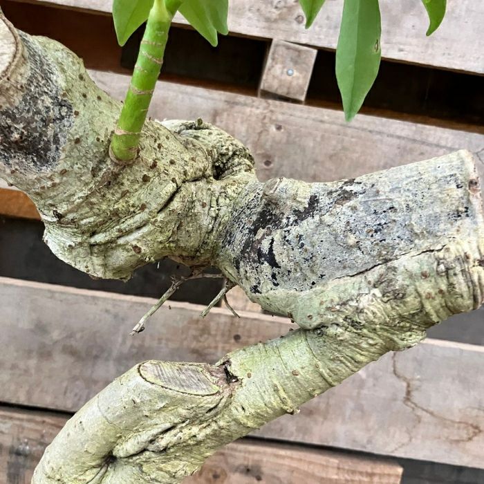 観葉植物現品販売