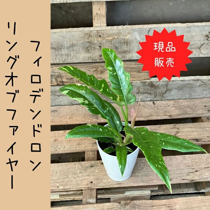 観葉植物現品販売