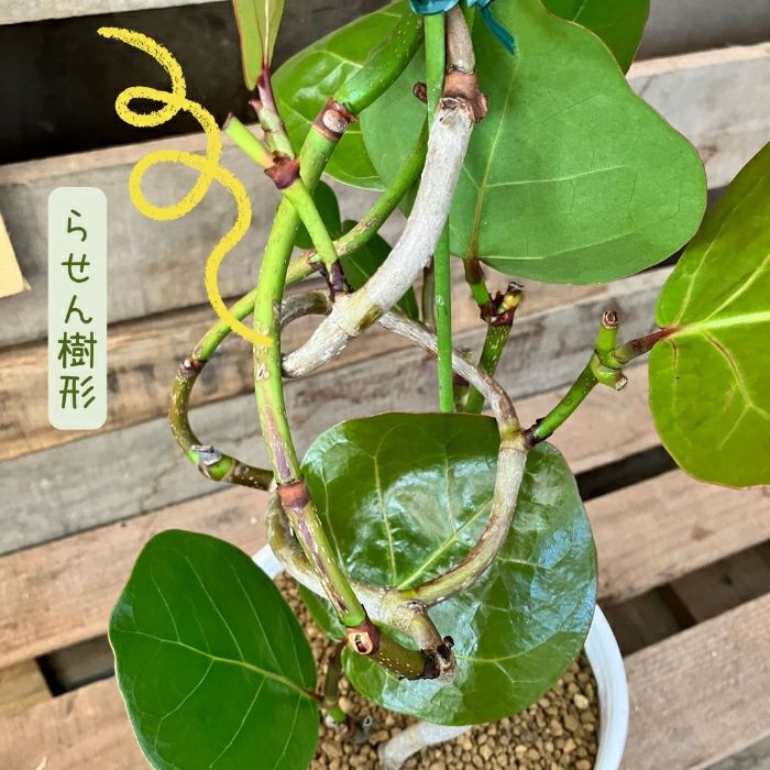 観葉植物現品販売