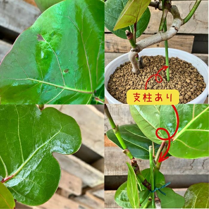 観葉植物現品販売