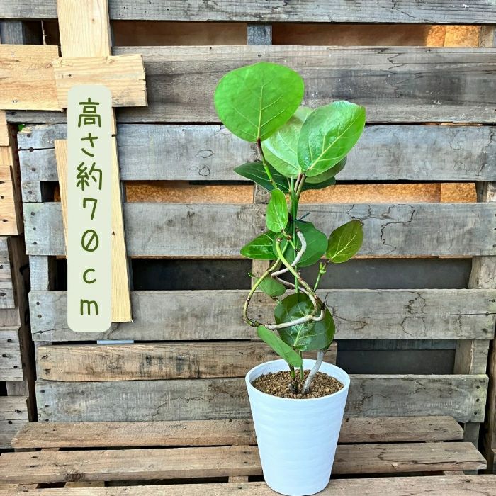 観葉植物現品販売