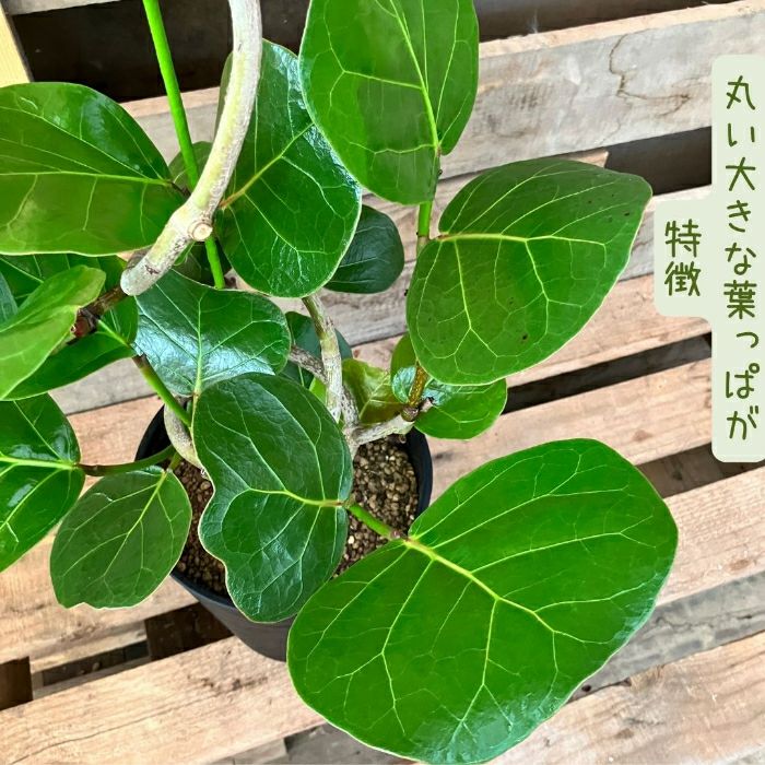 観葉植物現品販売