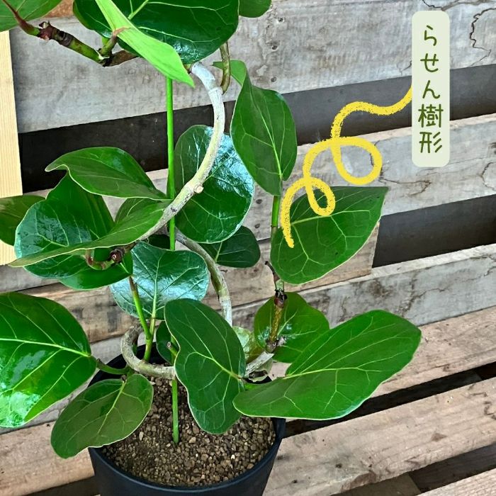 観葉植物現品販売