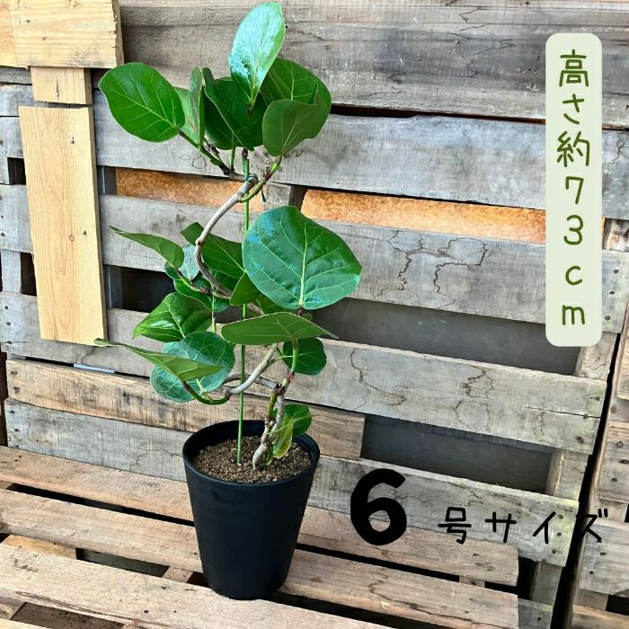 観葉植物現品販売