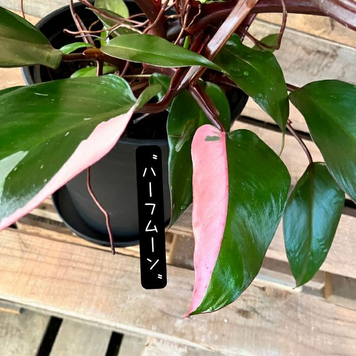 観葉植物現品販売