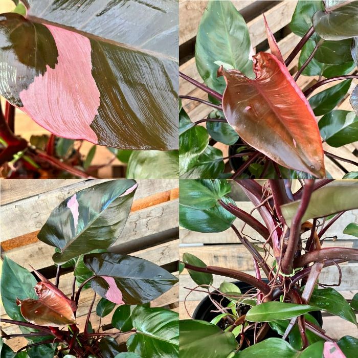 観葉植物現品販売