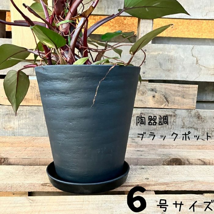 観葉植物現品販売