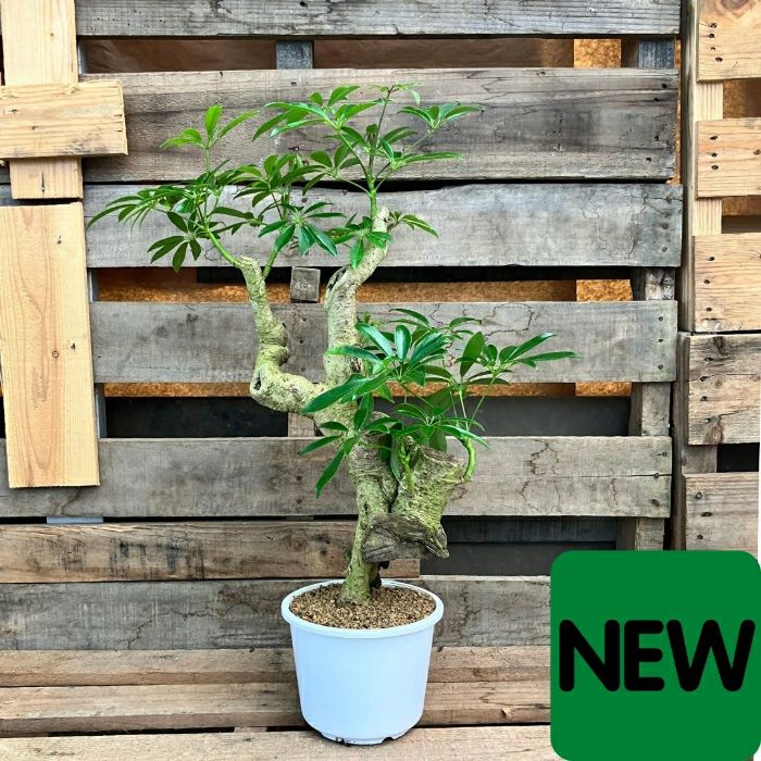 観葉植物 【現品】☆激レア樹形☆ シェフレラ アルボリコラ 000908 新品