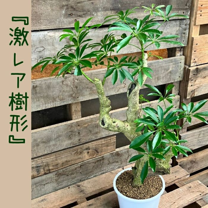 観葉植物現品販売