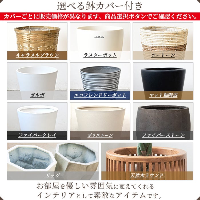観葉植物 マングーカズラ 10号鉢